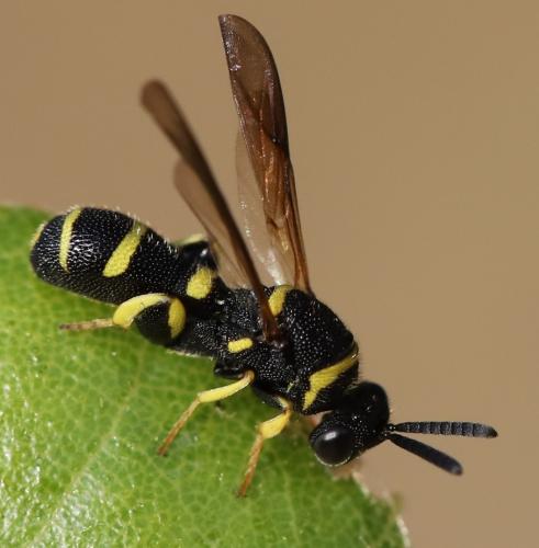 Leucospis dorsigera